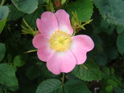 R. polliniana (x) | Lens Roses